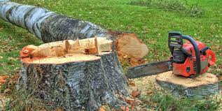 Best Root Management and Removal  in Atoka, NM