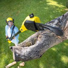 Best Tree Disease Treatment  in Atoka, NM