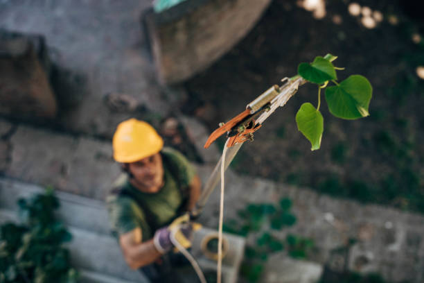  Atoka, NM Tree Removal Pros