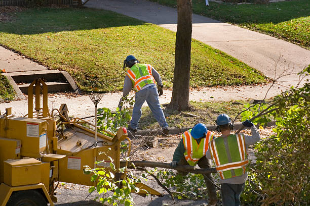 Professional Tree Removal in Atoka, NM