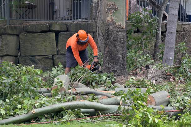 Best Tree Preservation Services  in Atoka, NM
